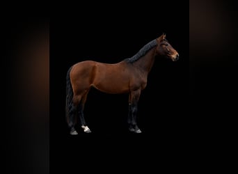 Hannoveraan, Ruin, 4 Jaar, 167 cm, Bruin