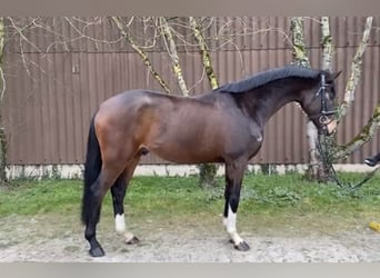 Hannoveraan, Ruin, 4 Jaar, 167 cm, Donkerbruin