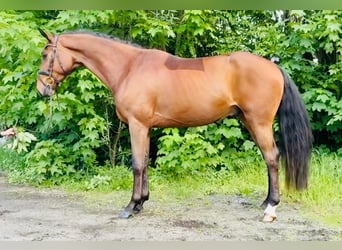 Hannoveraan, Ruin, 4 Jaar, 167 cm, Donkerbruin