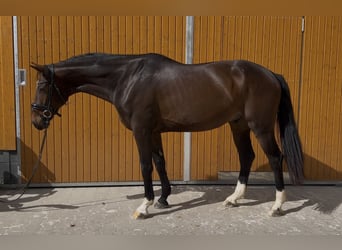 Hannoveraan, Ruin, 4 Jaar, 167 cm, Donkerbruin