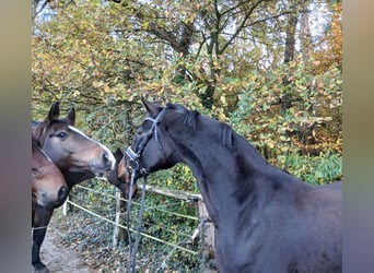 Hannoveraan, Ruin, 4 Jaar, 167 cm, Donkerbruin