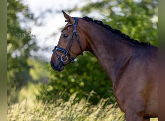 Hannoveraan, Ruin, 4 Jaar, 167 cm, Donkerbruin