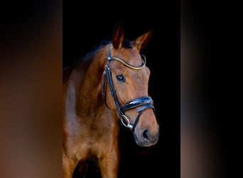 Hannoveraan, Ruin, 4 Jaar, 167 cm, Donkerbruin