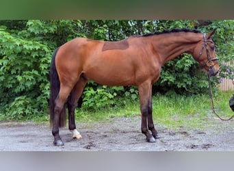 Hannoveraan, Ruin, 4 Jaar, 167 cm, Donkerbruin