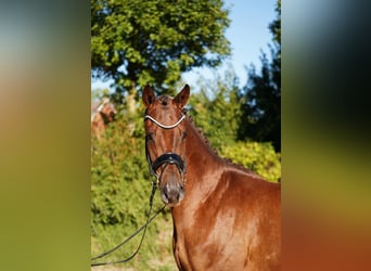 Hannoveraan, Ruin, 4 Jaar, 167 cm, Donkere-vos