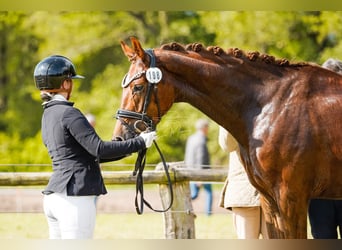 Hannoveraan, Ruin, 4 Jaar, 167 cm, Donkere-vos