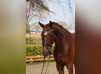 Hannoveraan, Ruin, 4 Jaar, 167 cm, Donkere-vos