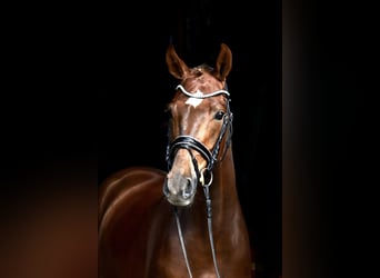 Hannoveraan, Ruin, 4 Jaar, 167 cm, Donkere-vos