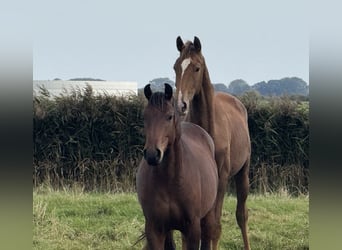 Hannoveraan, Ruin, 4 Jaar, 167 cm