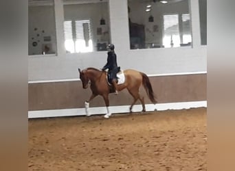 Hannoveraan, Ruin, 4 Jaar, 167 cm, Vos