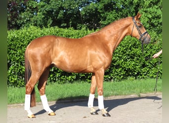 Hannoveraan, Ruin, 4 Jaar, 167 cm, Vos