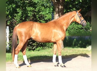 Hannoveraan, Ruin, 4 Jaar, 167 cm, Vos