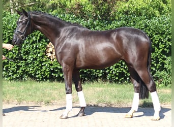 Hannoveraan, Ruin, 4 Jaar, 167 cm, Zwart