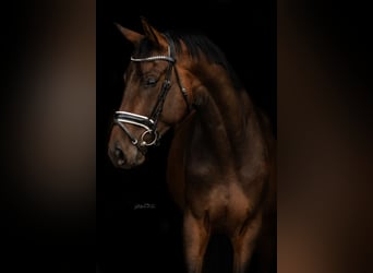 Hannoveraan, Ruin, 4 Jaar, 168 cm, Bruin