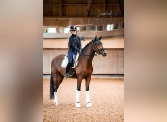 Hannoveraan, Ruin, 4 Jaar, 168 cm, Bruin