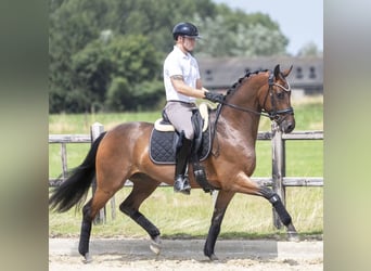 Hannoveraan, Ruin, 4 Jaar, 168 cm, Bruin