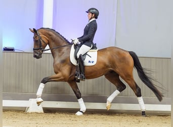 Hannoveraan, Ruin, 4 Jaar, 168 cm, Bruin