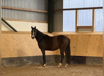 Hannoveraan, Ruin, 4 Jaar, 168 cm, Bruin