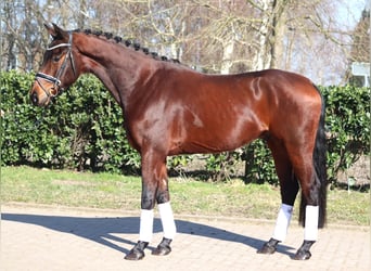 Hannoveraan, Ruin, 4 Jaar, 168 cm, Bruin
