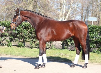 Hannoveraan, Ruin, 4 Jaar, 168 cm, Bruin