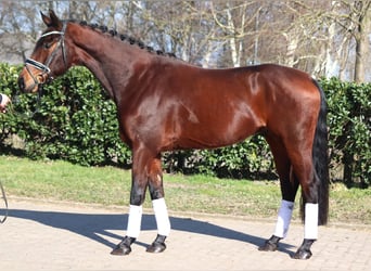 Hannoveraan, Ruin, 4 Jaar, 168 cm, Bruin