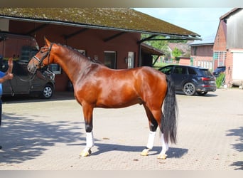 Hannoveraan, Ruin, 4 Jaar, 168 cm, Bruin