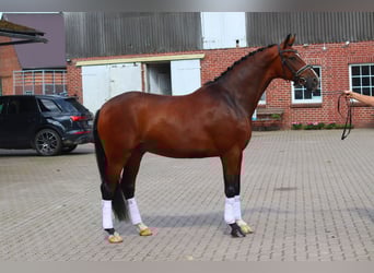 Hannoveraan, Ruin, 4 Jaar, 168 cm, Bruin