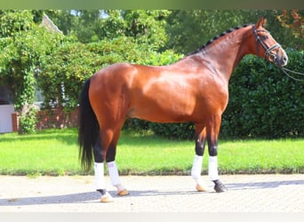 Hannoveraan, Ruin, 4 Jaar, 168 cm, Bruin