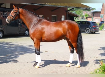Hannoveraan, Ruin, 4 Jaar, 168 cm, Bruin