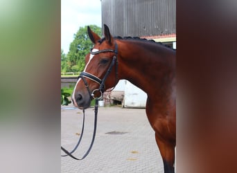 Hannoveraan, Ruin, 4 Jaar, 168 cm, Bruin