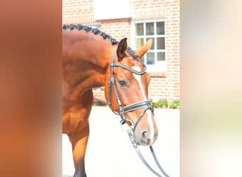Hannoveraan, Ruin, 4 Jaar, 168 cm, Bruin