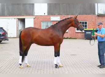Hannoveraan, Ruin, 4 Jaar, 168 cm, Bruin