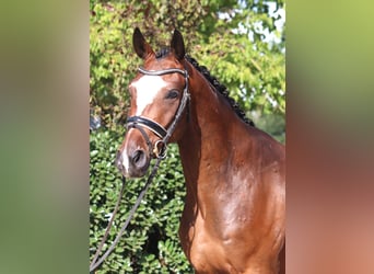 Hannoveraan, Ruin, 4 Jaar, 168 cm, Bruin