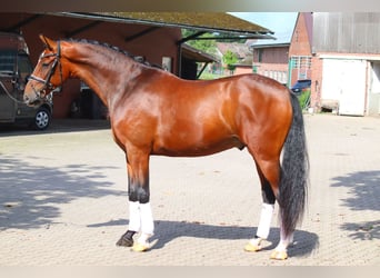 Hannoveraan, Ruin, 4 Jaar, 168 cm, Bruin