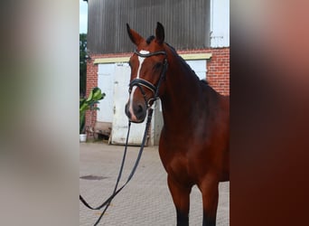 Hannoveraan, Ruin, 4 Jaar, 168 cm, Bruin