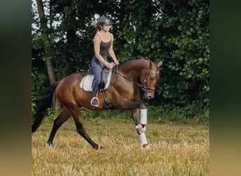 Hannoveraan, Ruin, 4 Jaar, 168 cm, Bruin