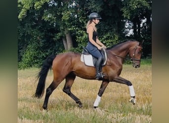 Hannoveraan, Ruin, 4 Jaar, 168 cm, Bruin