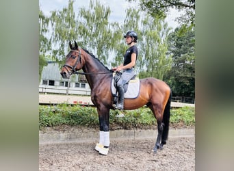 Hannoveraan, Ruin, 4 Jaar, 168 cm, Bruin
