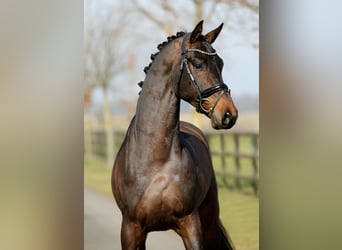 Hannoveraan, Ruin, 4 Jaar, 168 cm, Bruin