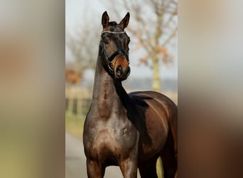 Hannoveraan, Ruin, 4 Jaar, 168 cm, Bruin