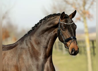 Hannoveraan, Ruin, 4 Jaar, 168 cm, Bruin