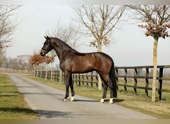 Hannoveraan, Ruin, 4 Jaar, 168 cm, Bruin