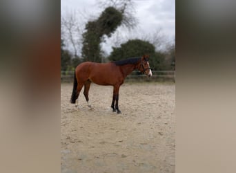 Hannoveraan, Ruin, 4 Jaar, 168 cm, Bruin