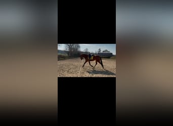 Hannoveraan, Ruin, 4 Jaar, 168 cm, Bruin