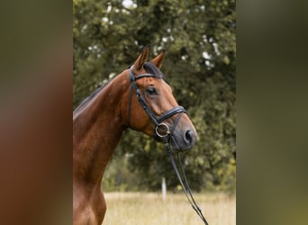 Hannoveraan, Ruin, 4 Jaar, 168 cm, Bruin