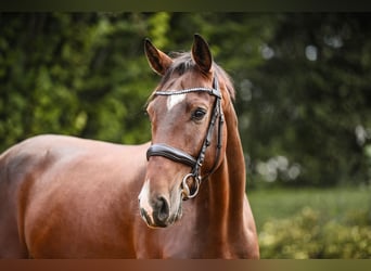 Hannoveraan, Ruin, 4 Jaar, 168 cm, Bruin