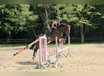 Hannoveraan, Ruin, 4 Jaar, 168 cm, Donkerbruin