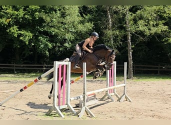 Hannoveraan, Ruin, 4 Jaar, 168 cm, Donkerbruin