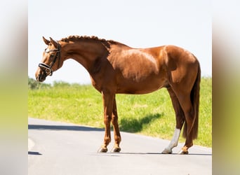 Hannoveraan, Ruin, 4 Jaar, 168 cm, Donkere-vos