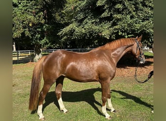 Hannoveraan, Ruin, 4 Jaar, 168 cm, Donkere-vos